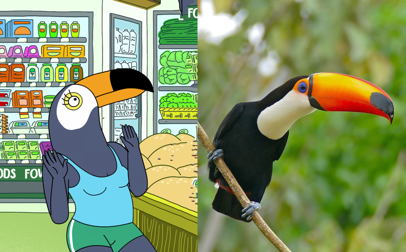 Tuca and a toco toucan.